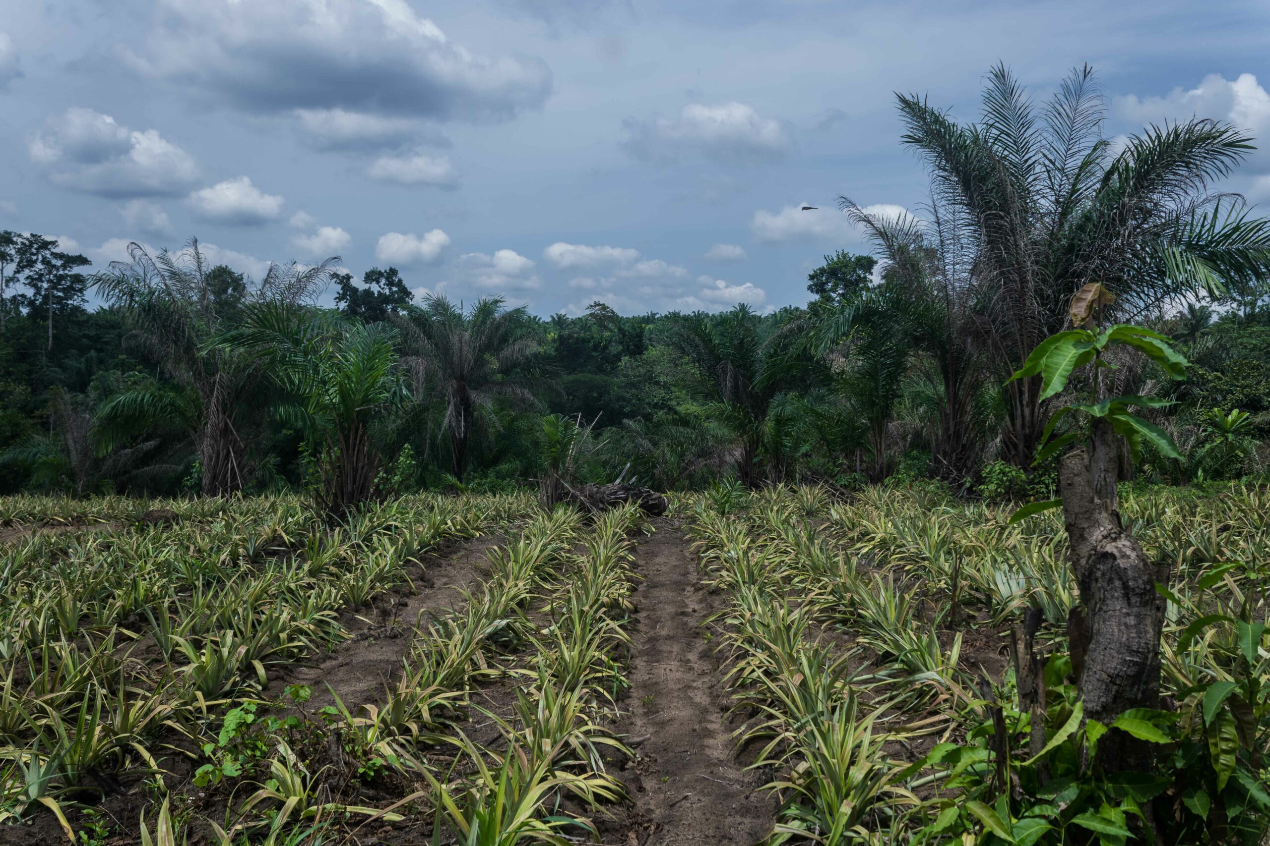 MARA - Le projet agricole Eco-biologique